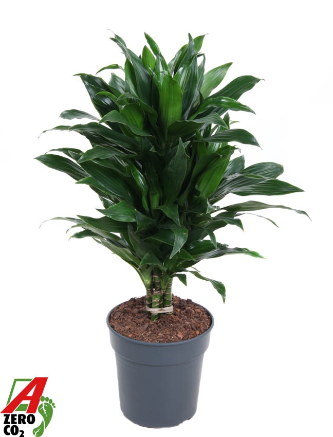 Dracaena Green Jewel vertakt P21, D 21