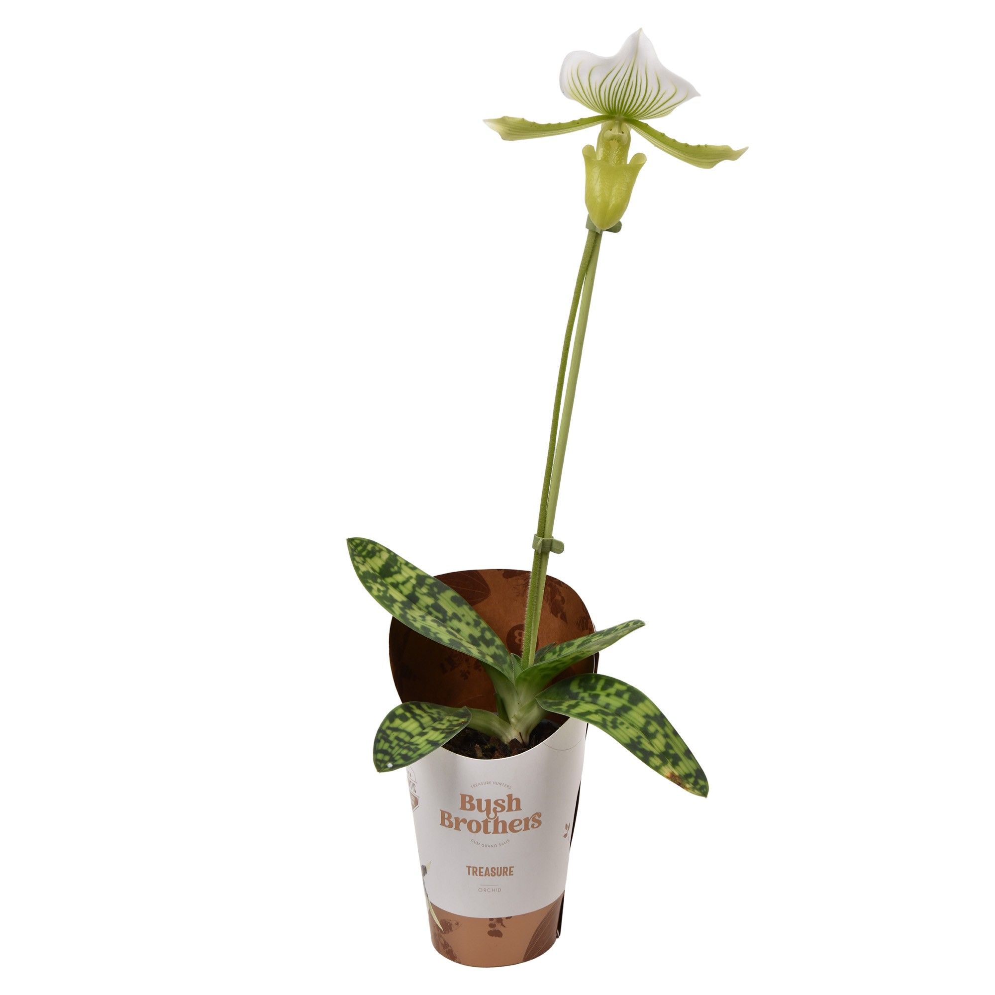 Paphiopedilum Maudiae femma 1 tak 9 cm, D 9