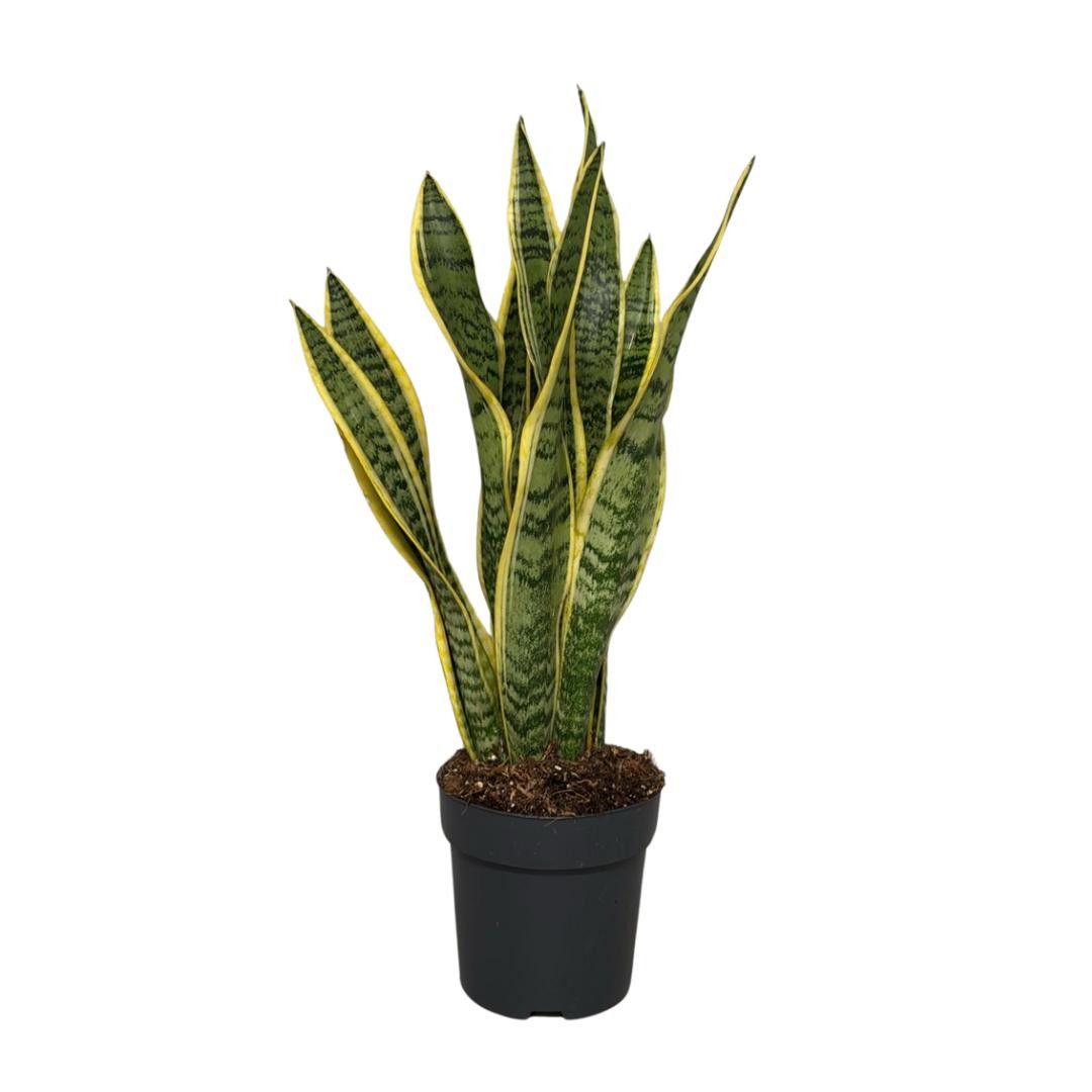Sansevieria Laurentii, D 14
