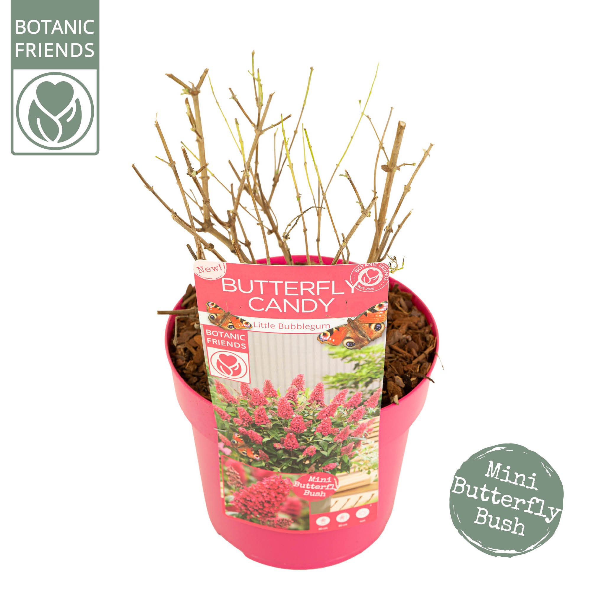 Buddleja Butterfly Candy® 'Little Bubblegum', D 19