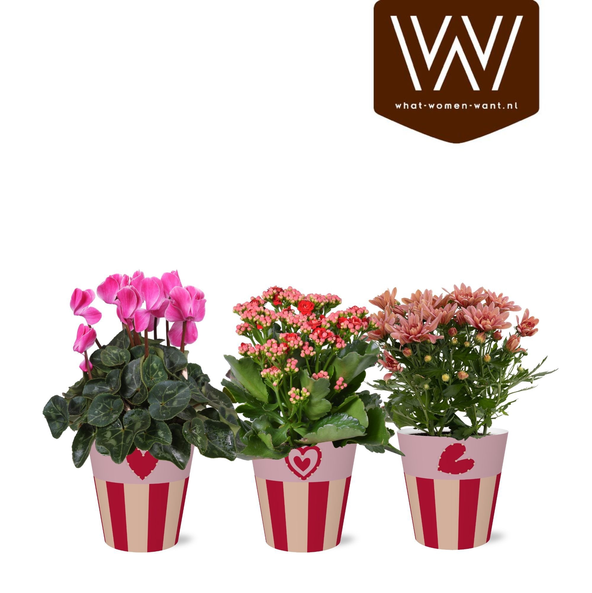 Bloeimix in Papercup Romee - Sympathetic Moods, D 13