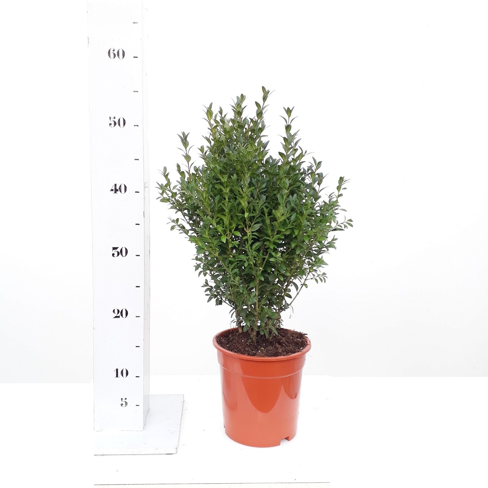 Buxus sempervirens 30-40cm struik, D 17