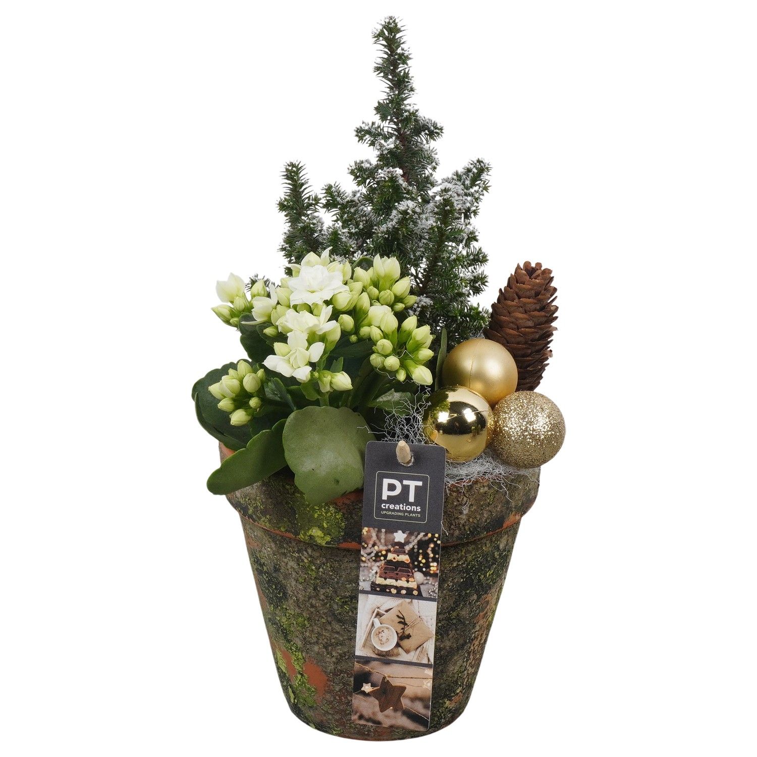 PTCHG5650 Arrangement Christmas Gold in terracotta pot, D 13 cm