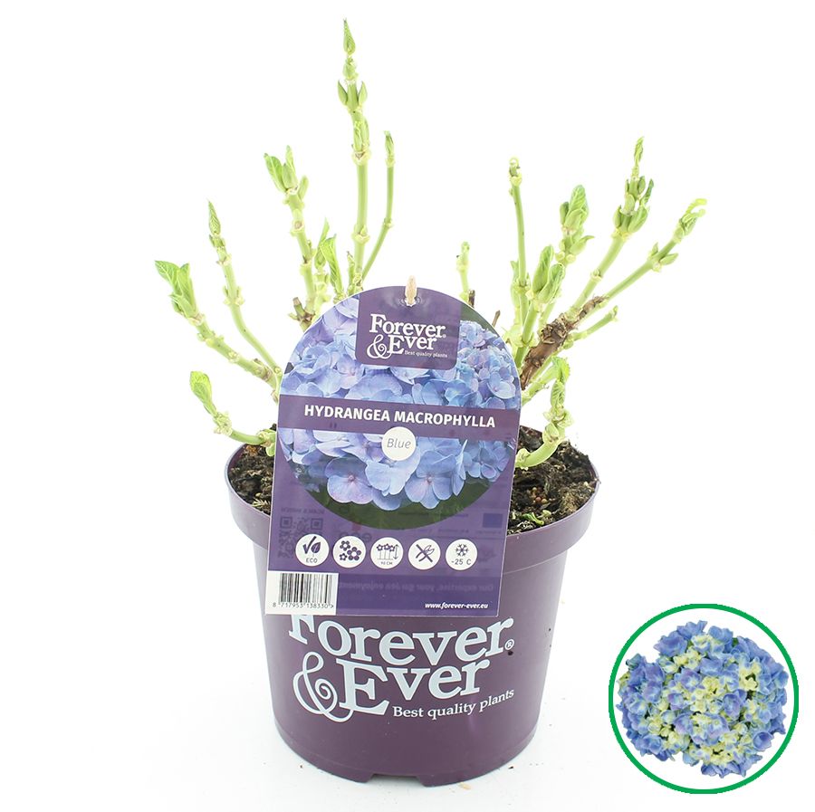 Hydrangea macr. Forever & Ever® Blauw C5 (23cm.), D 23