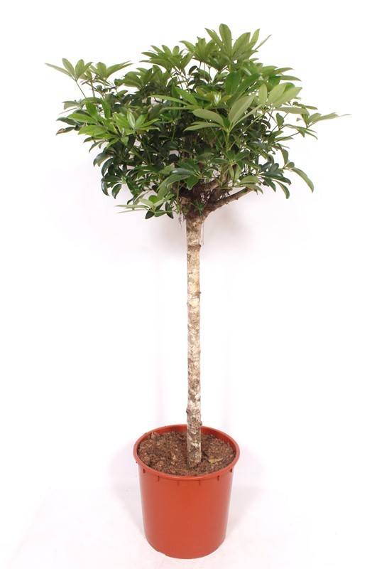 Schefflera arboricola 'Compacta', D 34 cm