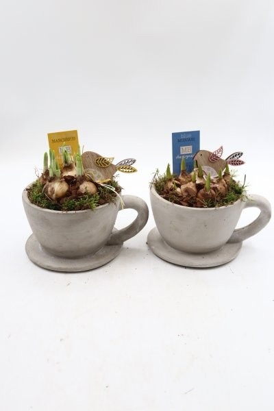 Bollen, kop en schotel beton grijs; mix, D 15