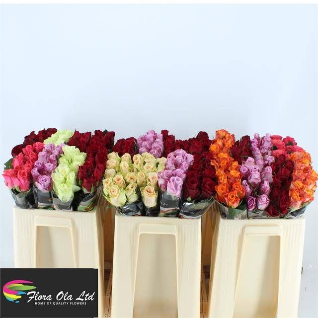 Роза од. Микс в баке 50, шт.