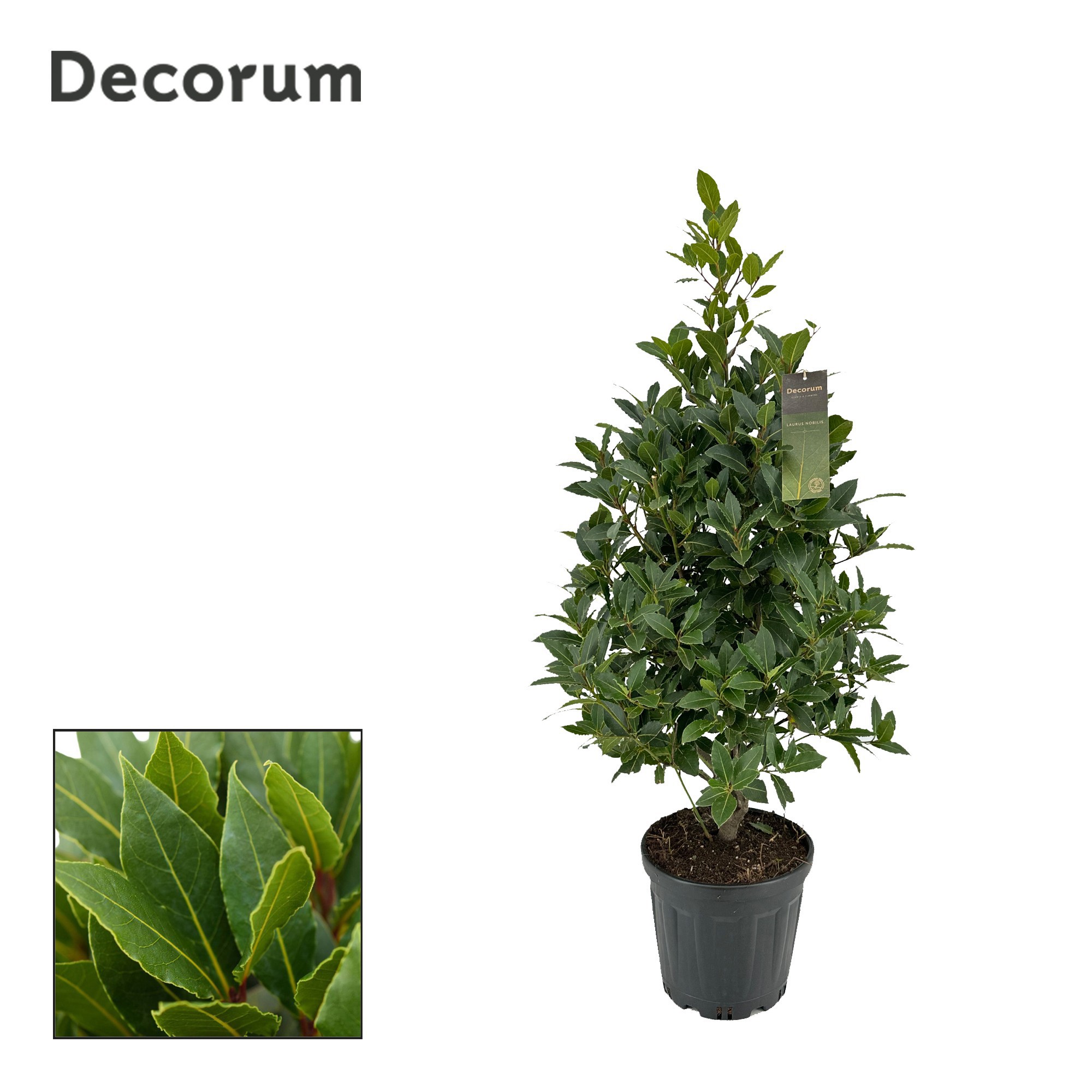 Laurus nobilis Piramide, D 25