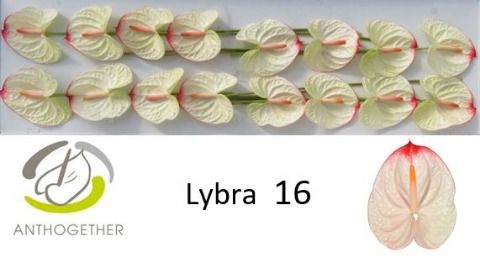 Антуриум Либра x16, шт. Антуриум Либра x16, шт.