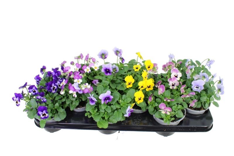 Viola Sorbet gemengd, D 11