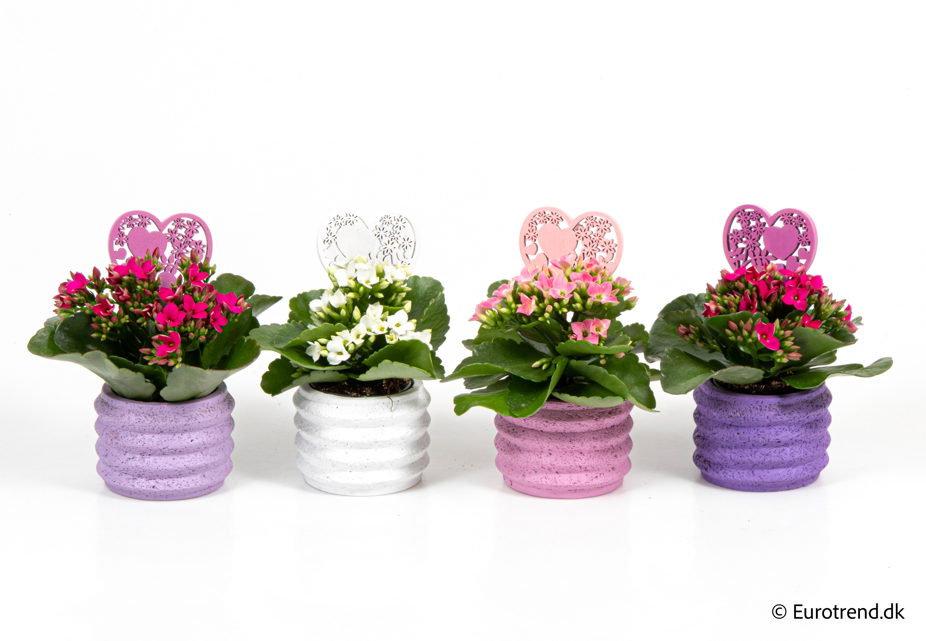 Kalanchoe in Valentine ceramic 2026, D 6