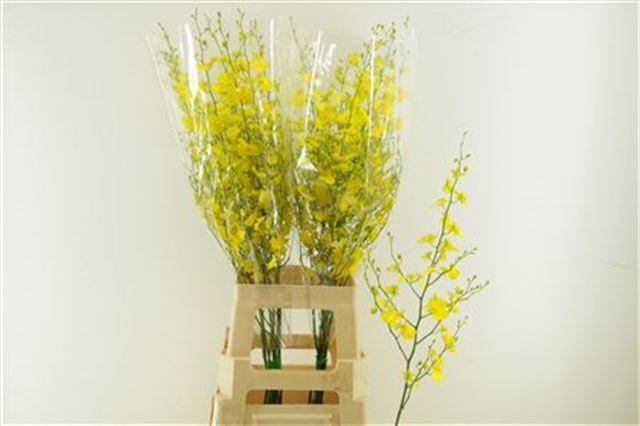 Онцидиум Овериг 80, шт.