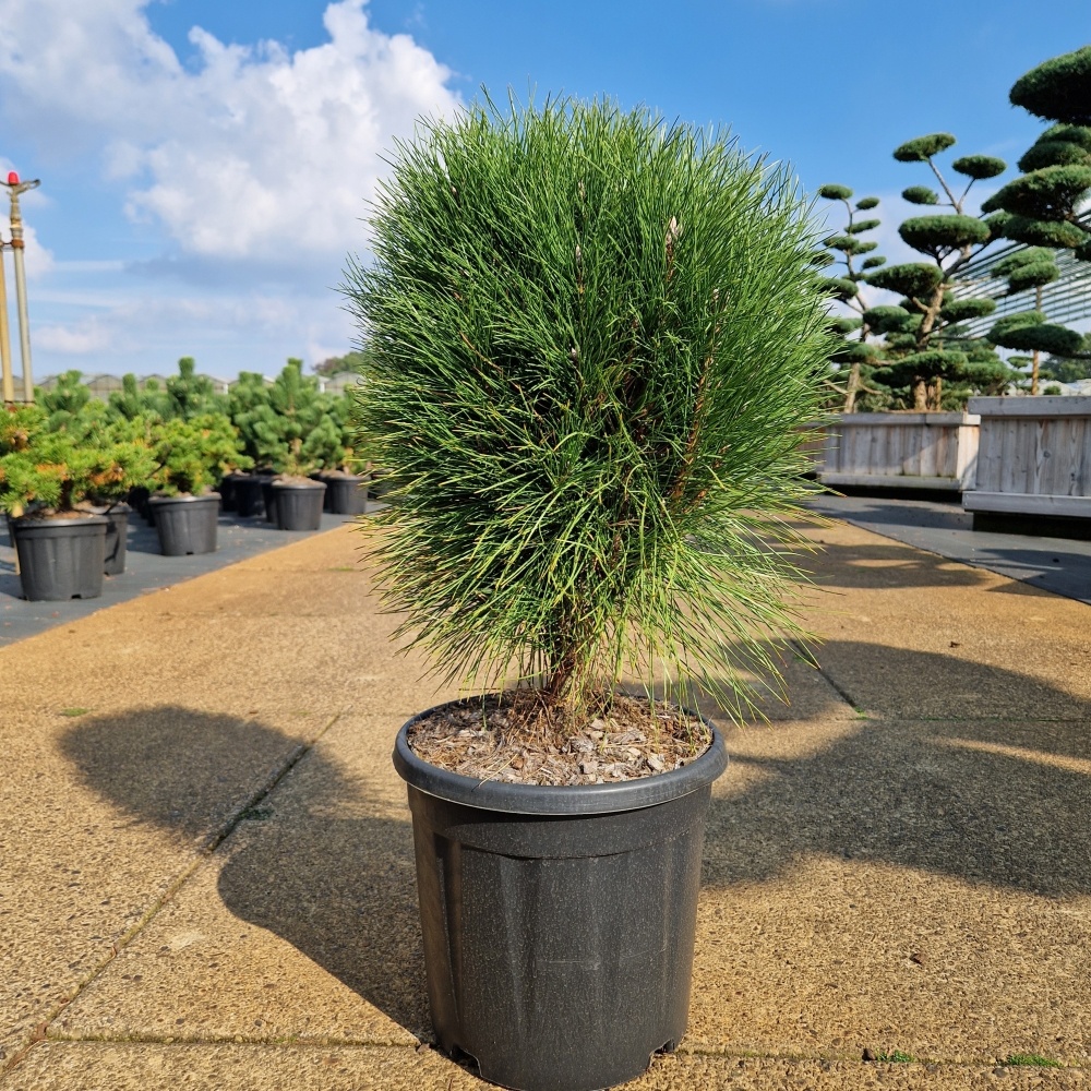 Pinus nigra 'Summer Breeze' ®, D 31 cm