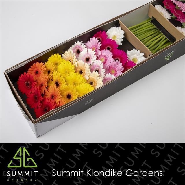 Гермини Микс в линию x60, шт.