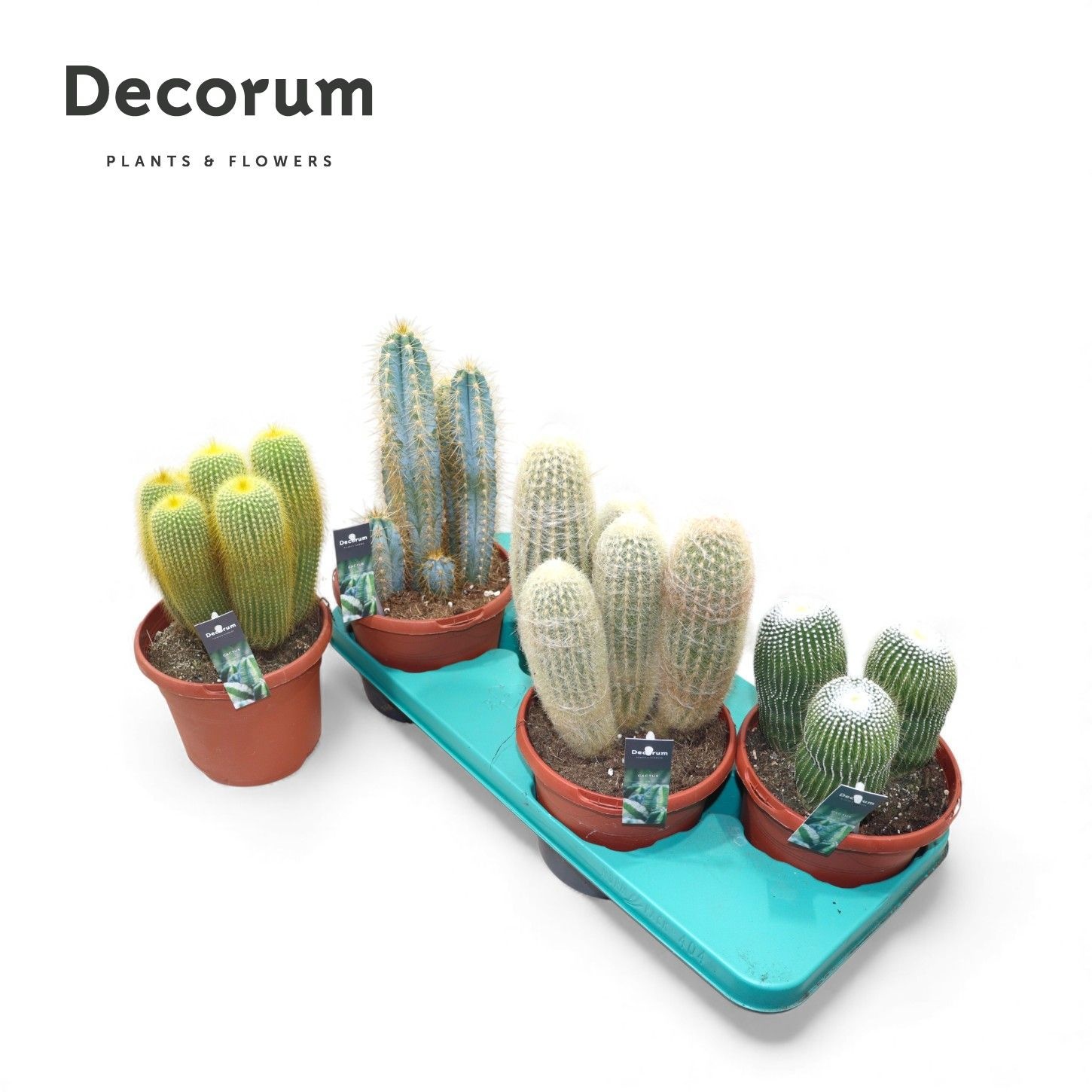Cactus Column Mix (4spc.) (decorum), D 17