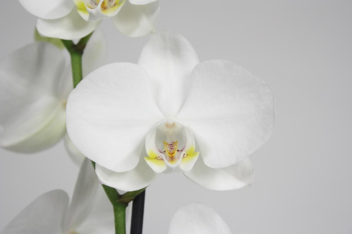 Pure Silk 2-tak 70cm (GROEN), D 12