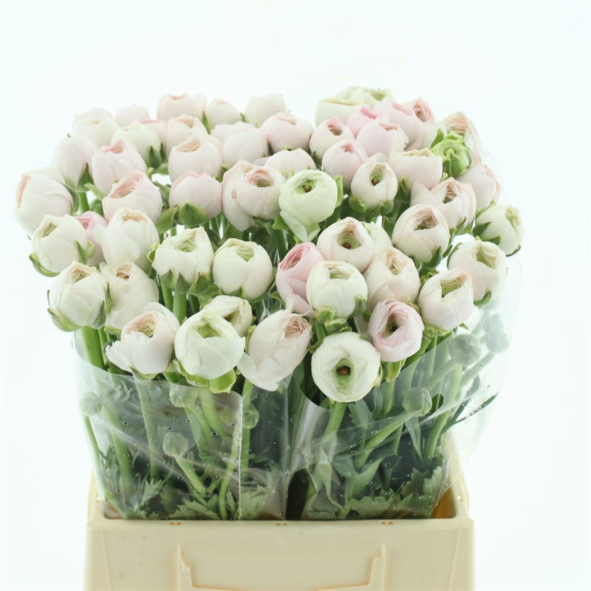 Ранункулус Саксесс Ханой 40, шт.