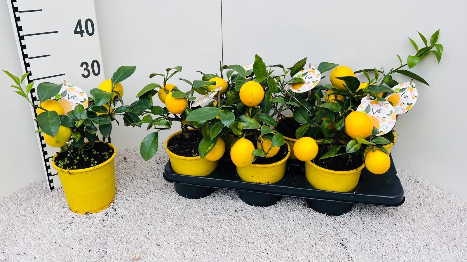 Citrus meyeri Lemon medi-stem (s2), D 14 cm