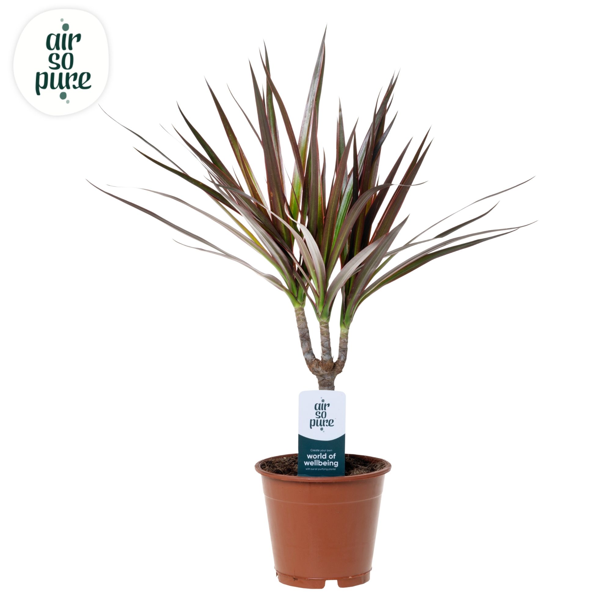 Dracaena Magenta p12 (Air so Pure), D 12