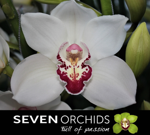 Цимбидиум Мазурка x6 80, шт.