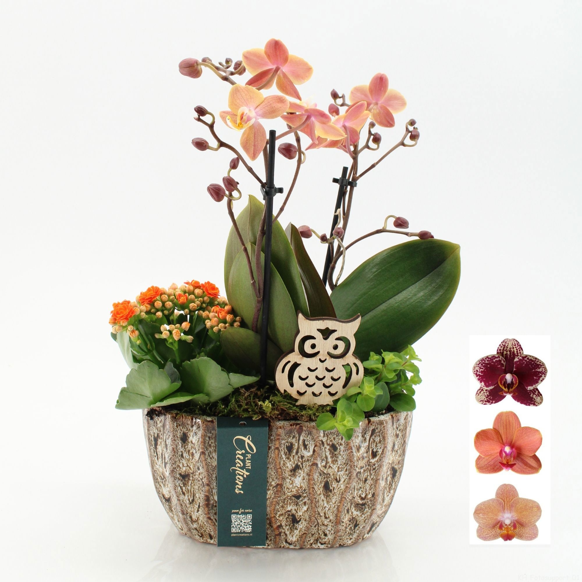 PHALHE-2613 Autumn Phalaenopsis, D 20