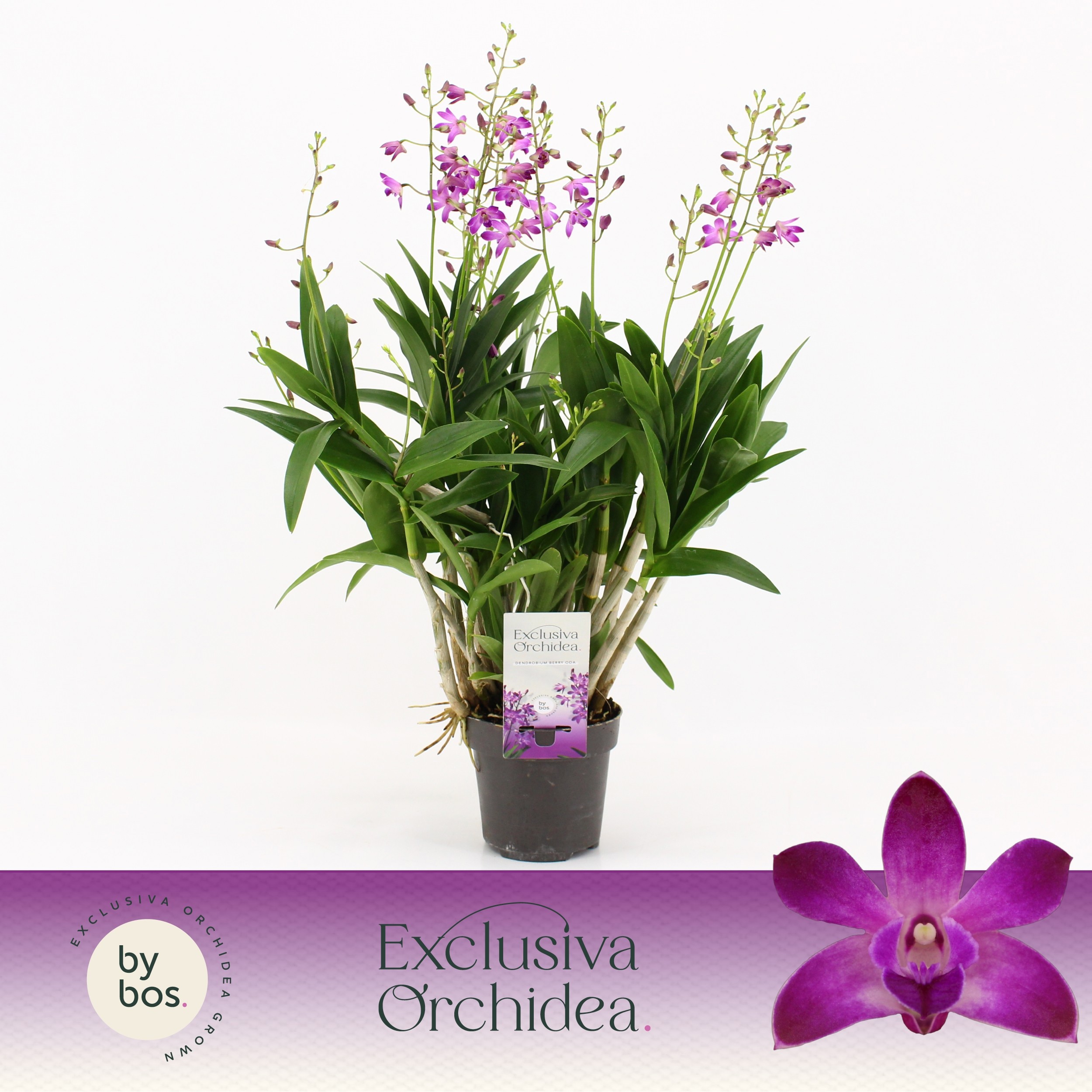 Dendrobium, Berry Oda XXL 12+ spike 'Exclusiva Orchidea', D 12