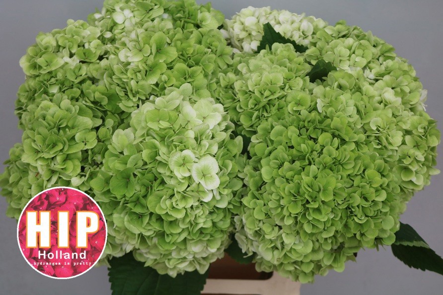 Гортензия Кэннонболл Классик 60, шт.