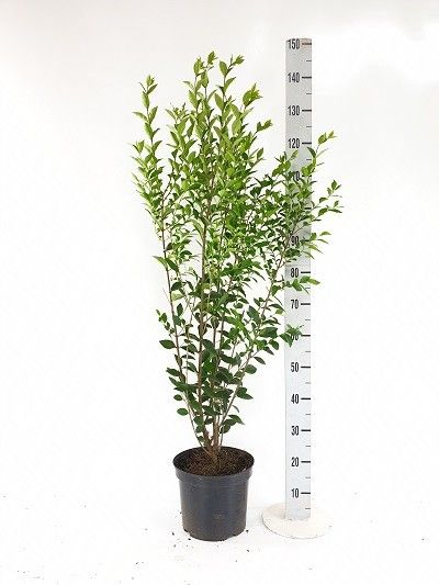 Ligustrum ovalifolium 125-150, D 26