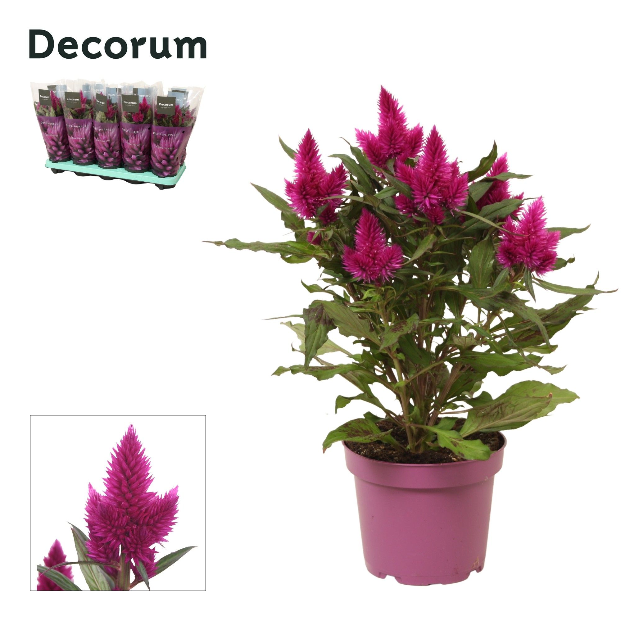 Celosia 'Deep Purple' with sleeve | Decorum, D 12