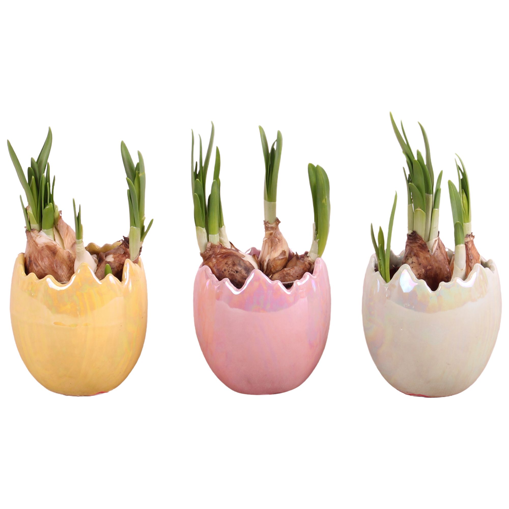 Easter Arr. Narcis Ceramic Egg Pearl Glazed Ø09cm 1PP, D 9