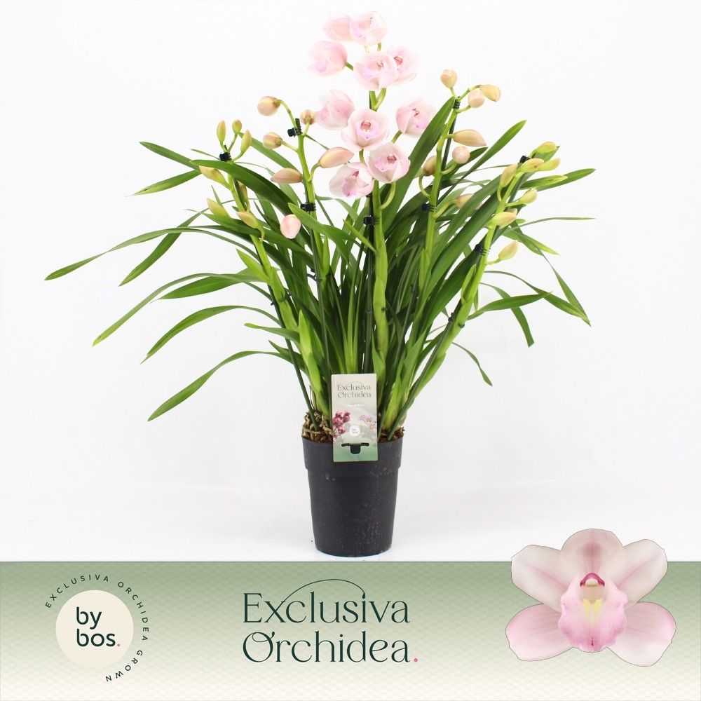 Cymbidium, Pink Bell 5-spike P14 'Exclusiva Orchidea', D 14