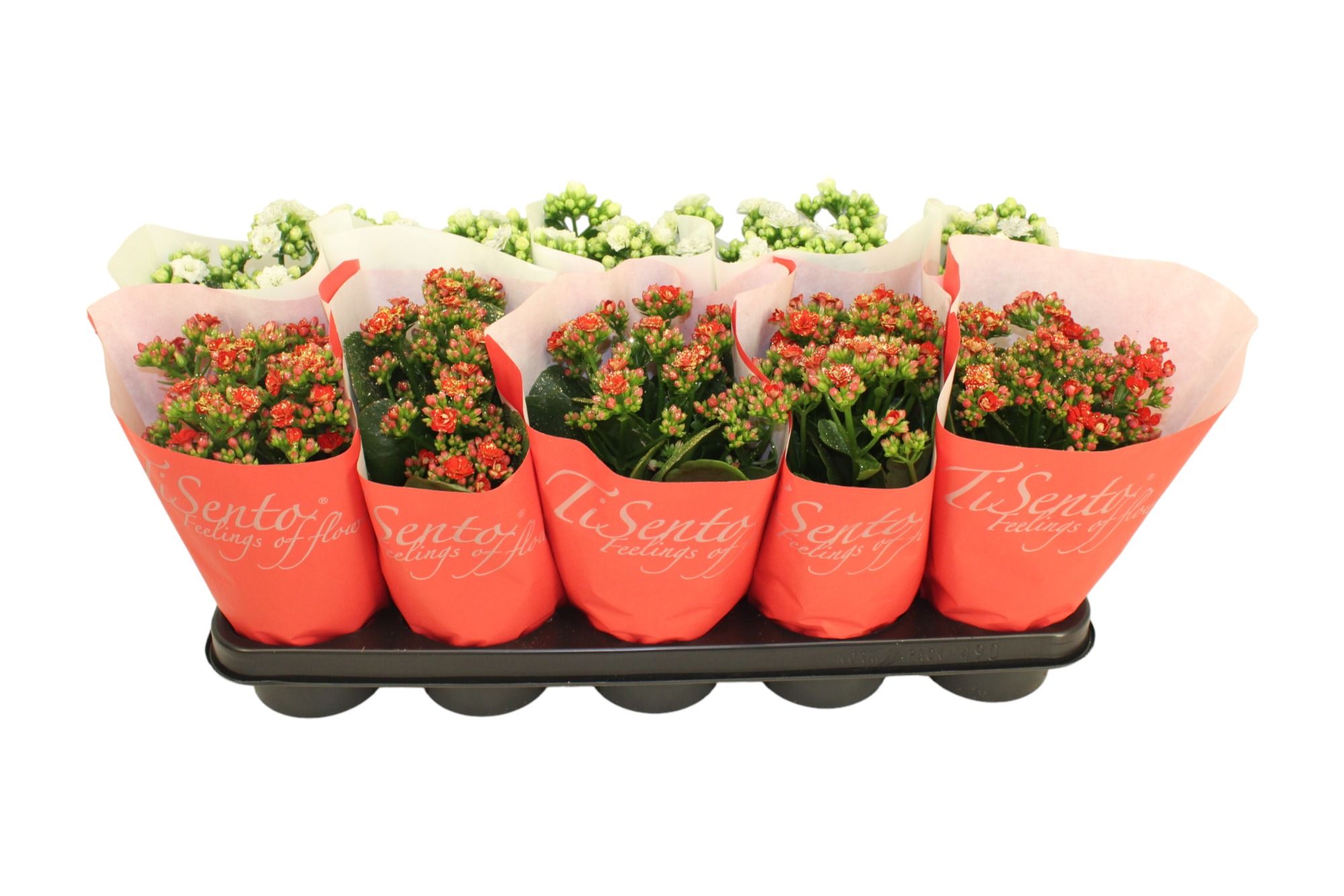 Calandiva 12 cm - Rood/Wit + Glitter Papieren hoes, D 12