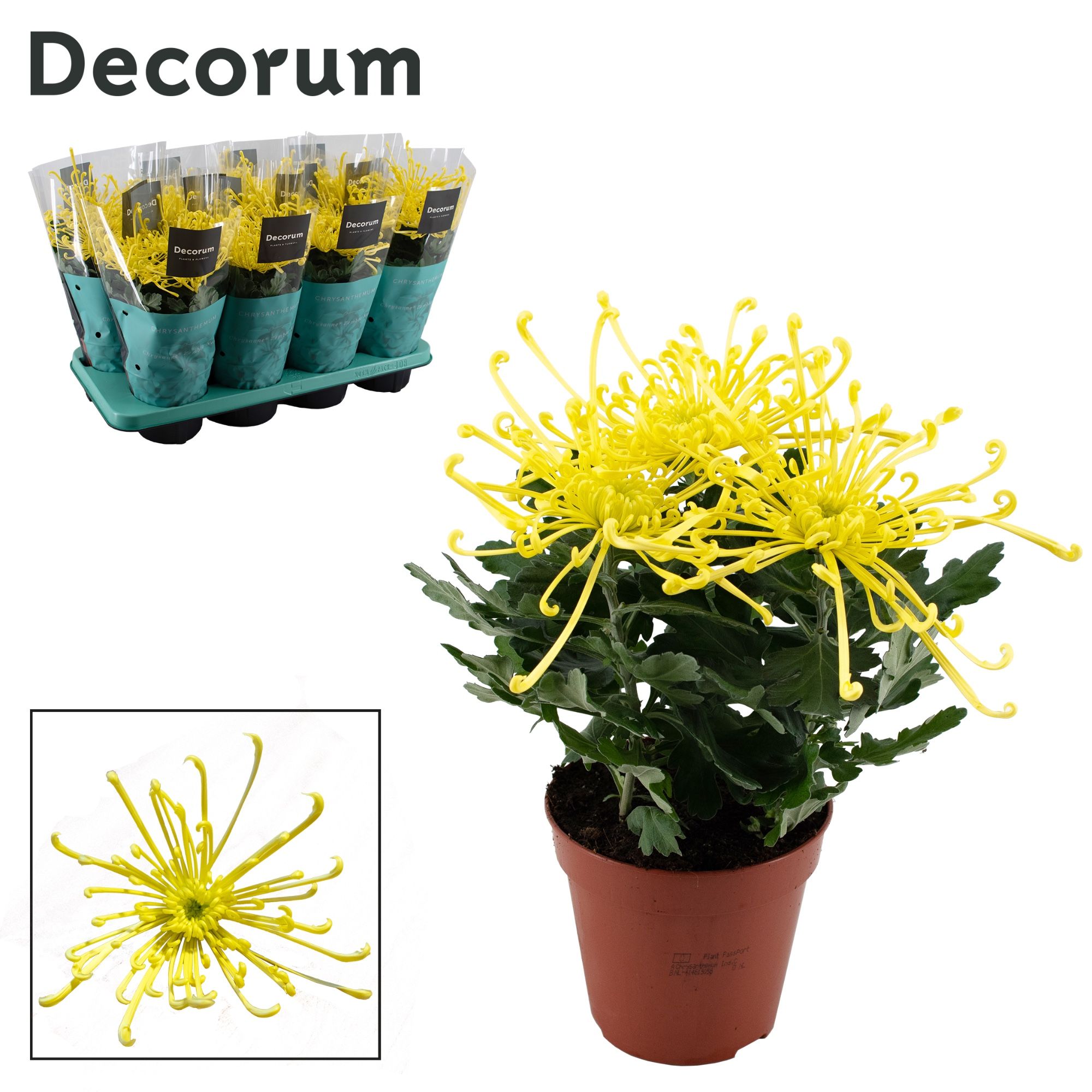 Decorum Chrysanne® 'Fireworks Yellow, D 13