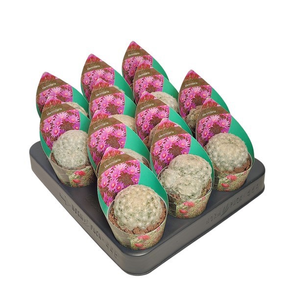 MAMMILLARIA PLUMOSA - POT Ø 6,5 WITH POTCOVER (CACTUS), D 6,5 cm