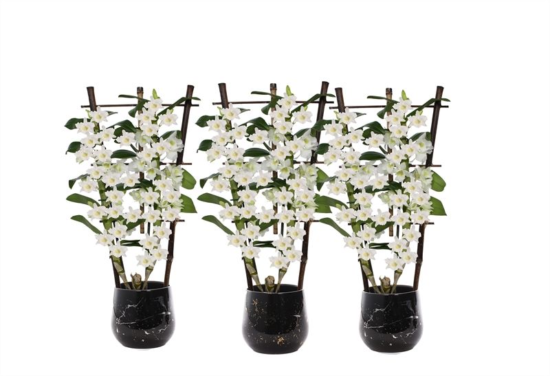 Stoneware p12 Rhonda gold Dendr Nobile Apollon 2T op rek, D 12 cm Stoneware p12 Rhonda gold Dendr Nobile Apollon 2T op rek, D 12 cm