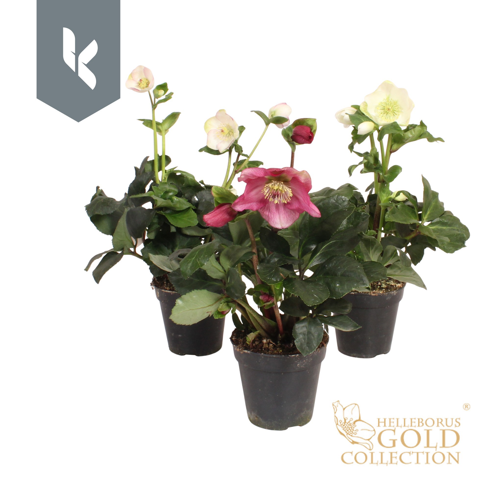 HGC Helleborus Winter Ballet Mix laag, D 13 cm