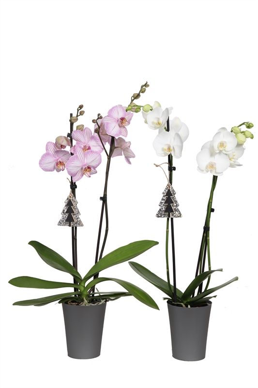 Linge p12 silver Phal mix 2T14+, D 12