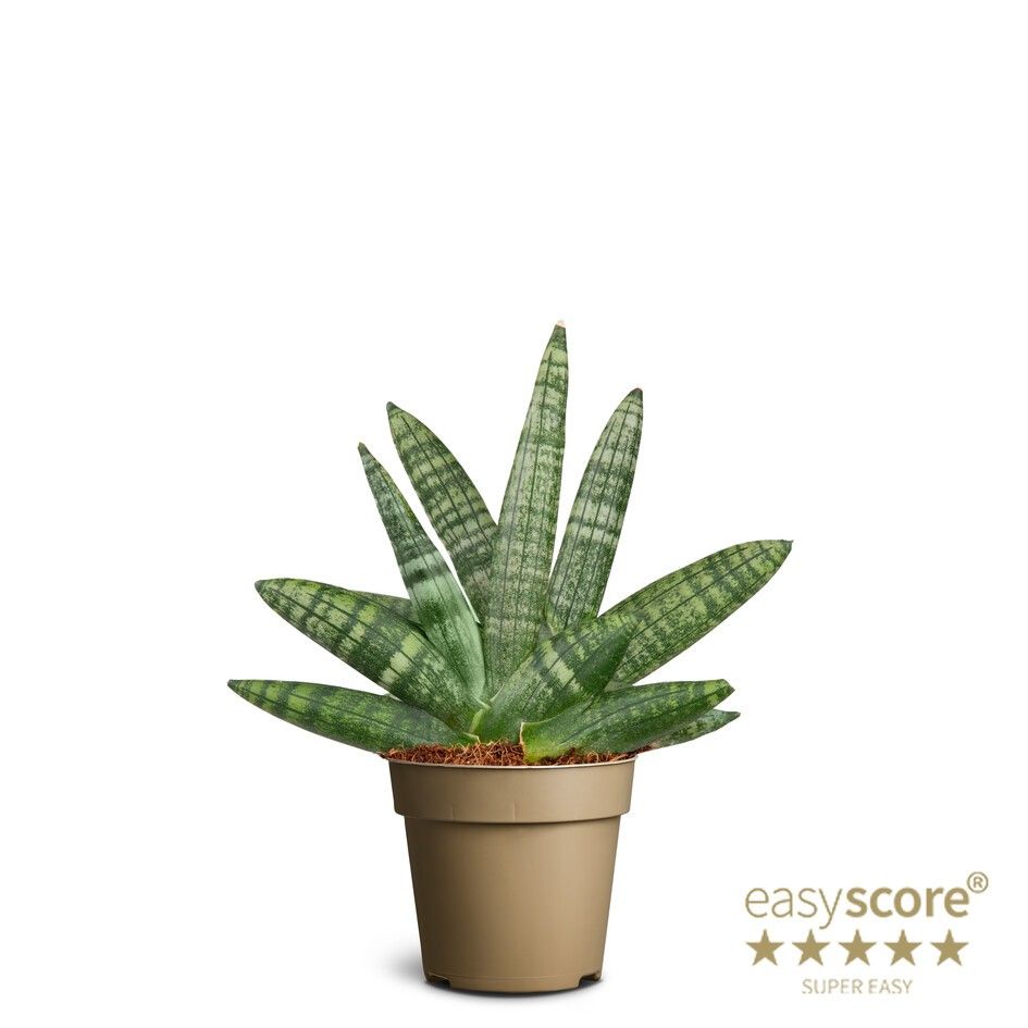 Sansevieria ´Boncellensis´, D 9