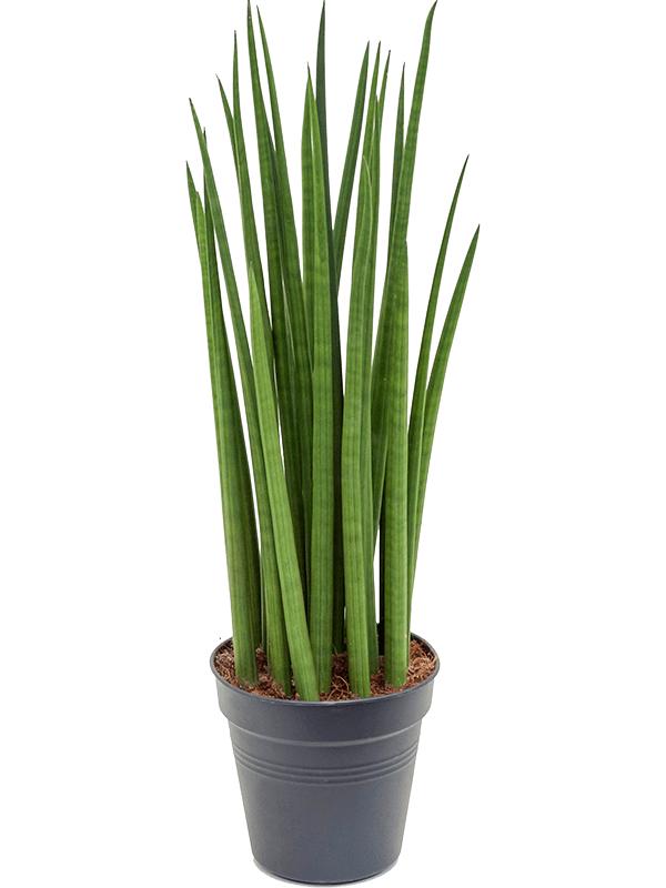 Sansevieria cylindrica 'Spikes', D 21 cm