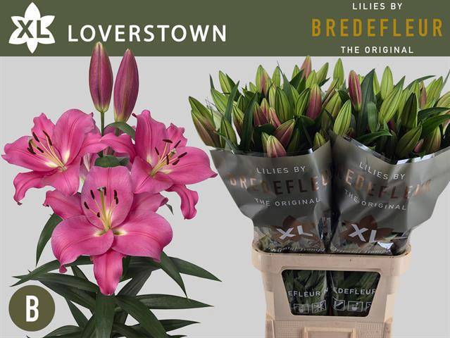 Лилия Ориенпет Овериг 100, шт.