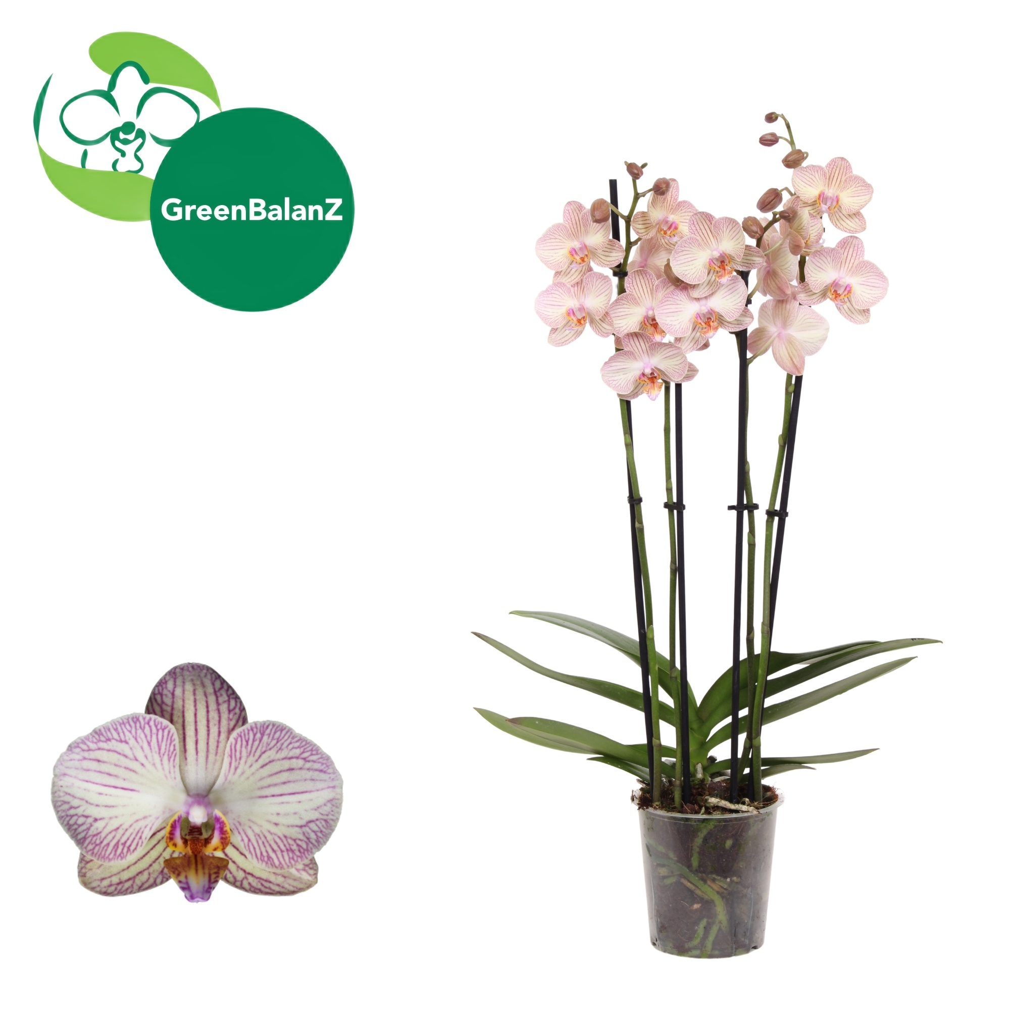 DesignZ - Varese 4 tak, D 12