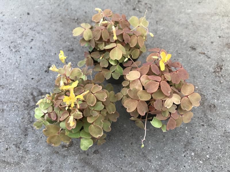 OXALIS VULCANICOLA 'SUNSET VELVET', D 6 cm