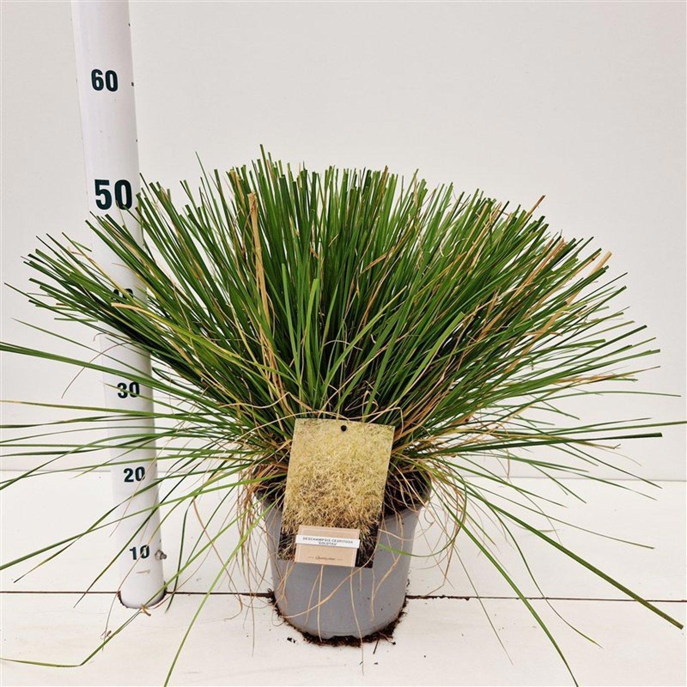 Deschampsia cespitosa 'Goldtau', D 21 cm