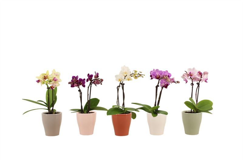 Anna p06 Phal Tiny Dolls mix 2T10+, D 6