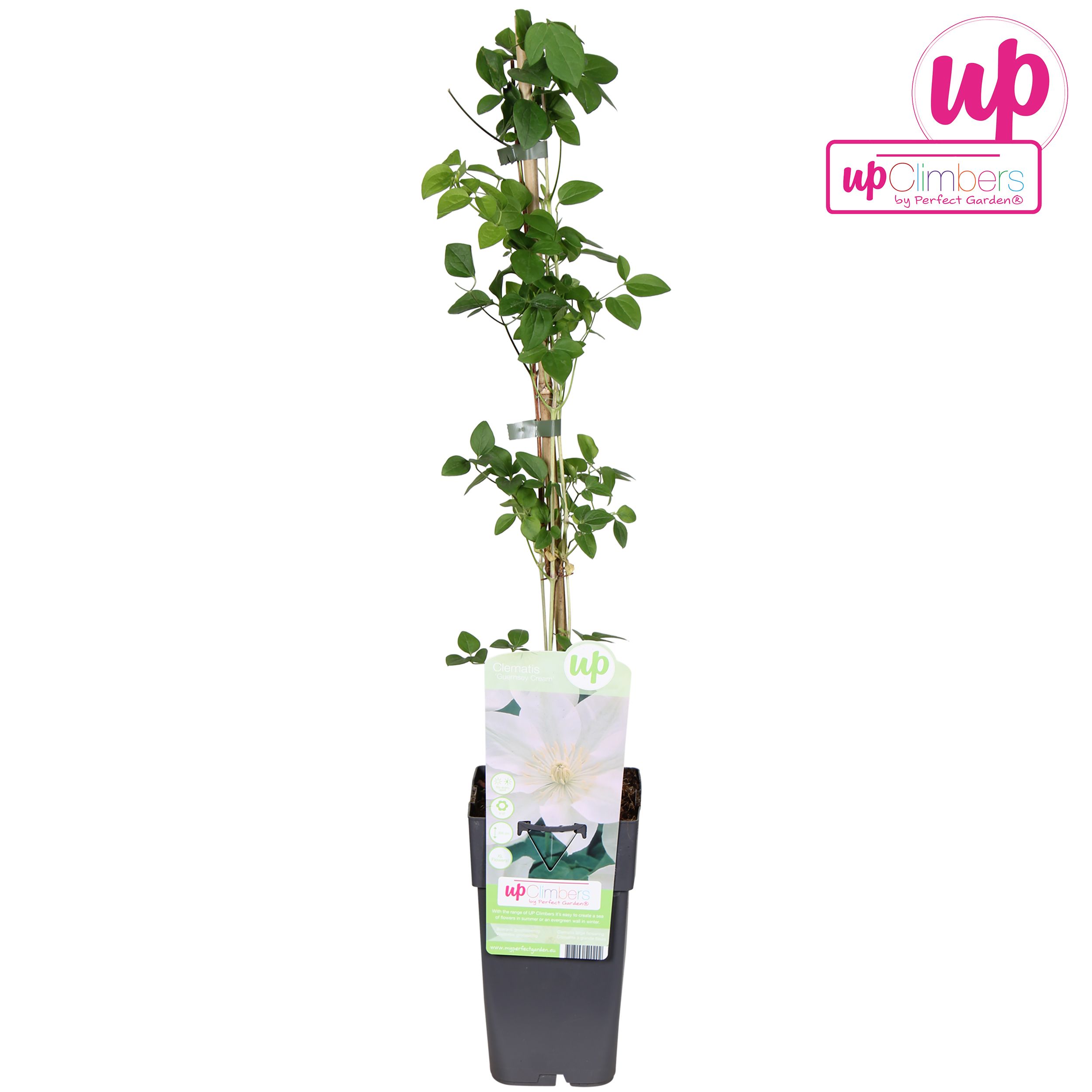 Clematis Guernsey Cream P15, D 15