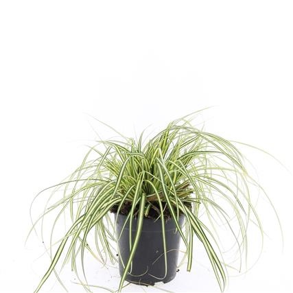 Carex oshim. 'Evergold', D 14 cm