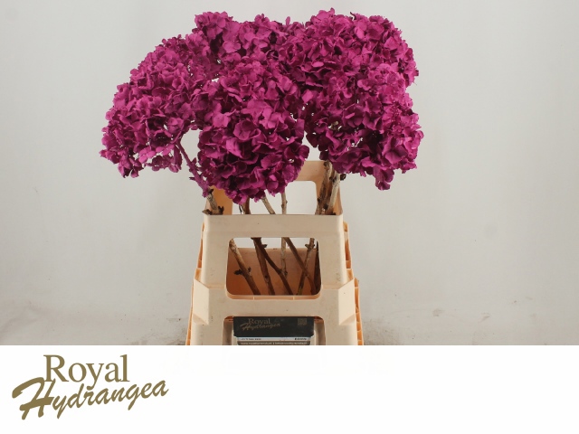 Гортензия Овериг Крашеная (краш. ) 60, шт.