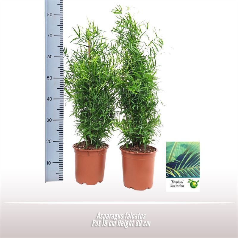 Asparagus falcatus, D 19