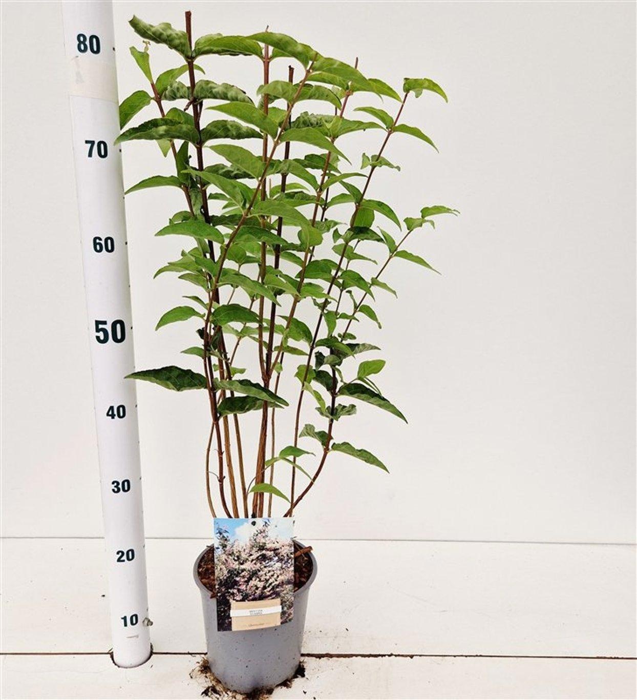 Deutzia scabra, D 17 cm