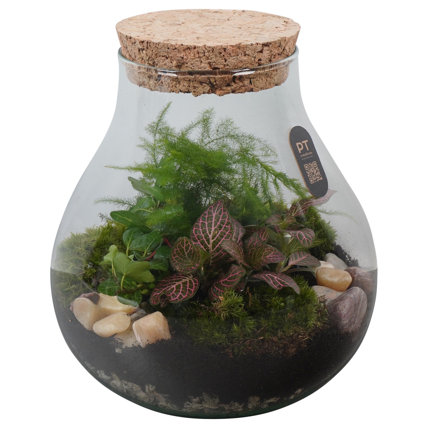 PTTER8115 Arrangement terrarium in glazen terrarium, D 23